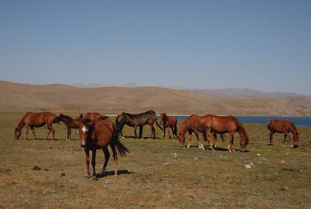 Horses grazing beside Song-Kol lake